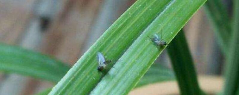 花盆小黑飞虫用什么药 花盆有小黑飞虫用什么药