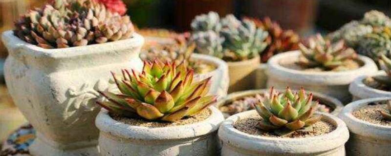 多肉叶子脱落皱怎么办（多肉叶子变软变皱掉落）