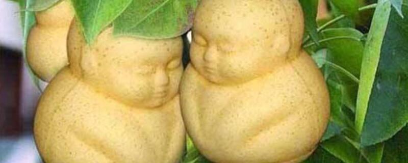 盆栽人参果怎么修剪 人参果树盆栽修剪