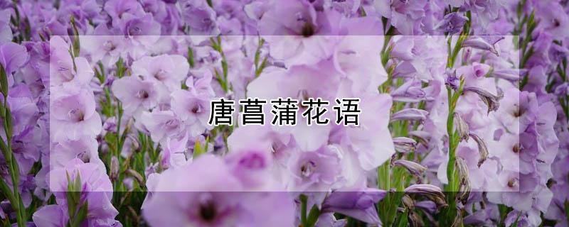 唐菖蒲花语（唐菖蒲花语和寓意）