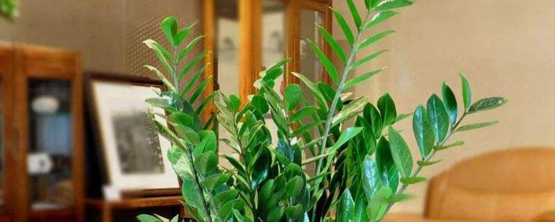 摇钱树怎么修剪（摇钱树怎么修剪好看）