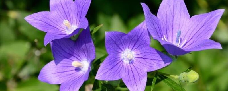 花怎么养才茂盛 芦荟花怎么养才茂盛