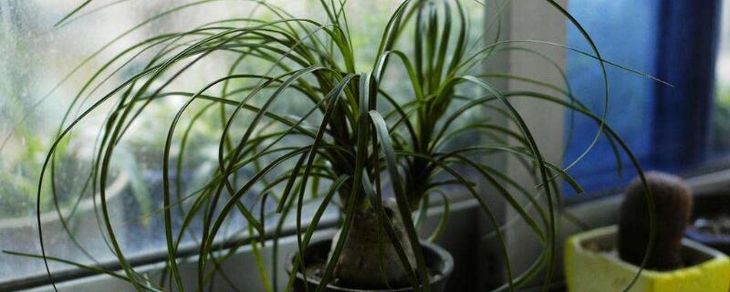 酒瓶兰侧芽繁殖方法（怎样让酒瓶兰长侧芽）