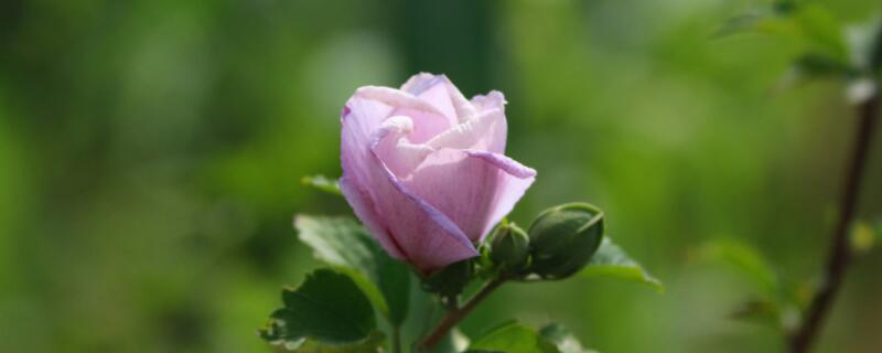 盆栽木槿花怎么过冬(木槿花怎么过冬天)