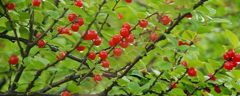 生石灰治樱桃树流胶（桃树流胶刷石灰有用吗）