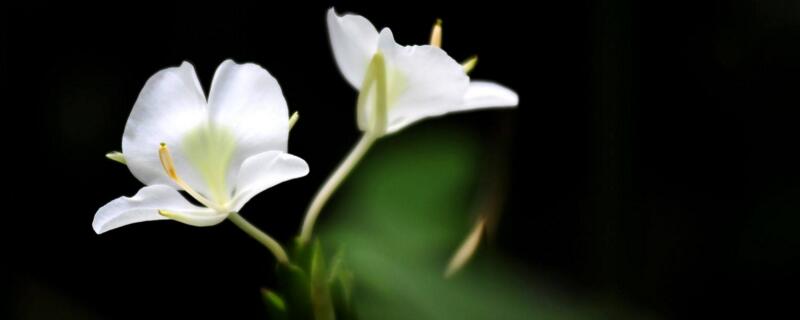 姜花开花后要怎么处理 姜怎么会开花