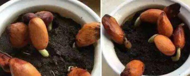 榴莲发芽后芽朝上种吗（发芽的榴莲籽朝上种吗?）