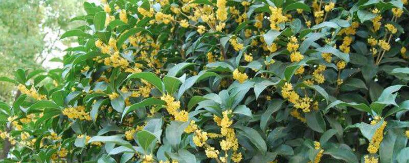 桂花树刚发芽芽尖发黑（桂花树嫩芽发黑）