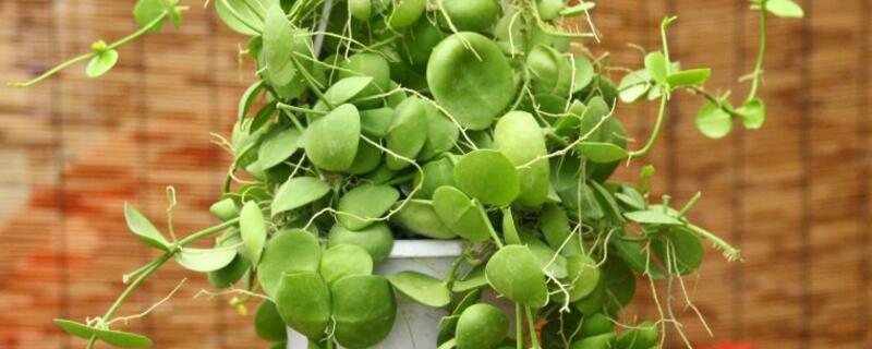 青蛙藤怎么繁殖 小青蛙怎么繁殖