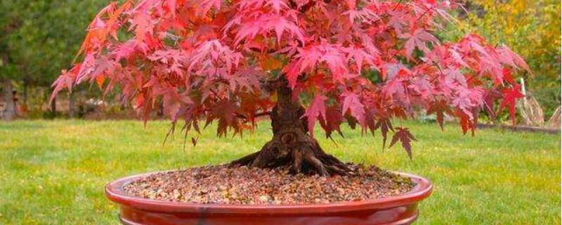 红枫移栽后注意事项（红枫种植方法和注意事项）