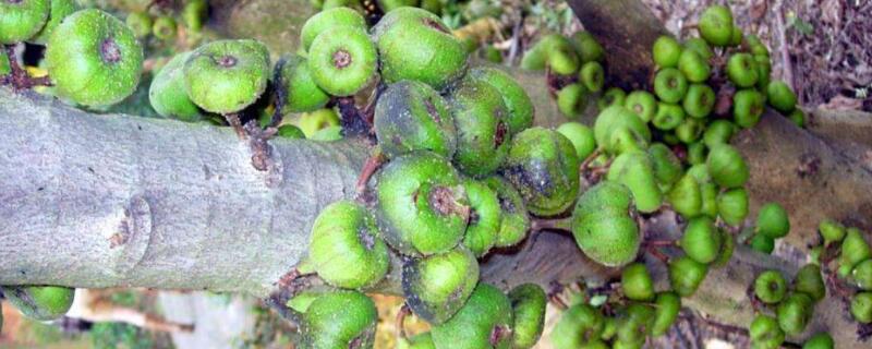 无花果树光杆会发芽吗（无花果树干杆好久发芽）
