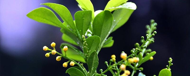 米兰插扦时间及方法(米兰何时扦插如何扦插)