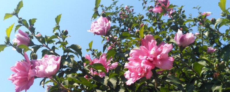 木槿花什么时候修剪（木槿花什么时候修剪技条）