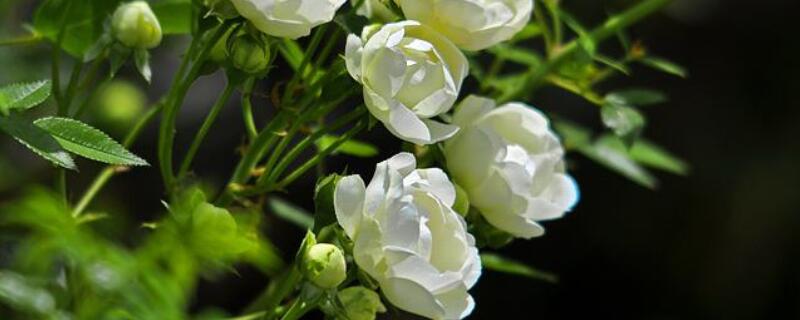 木香花的种植养护方法（盆栽红木香花的种植养护方法）