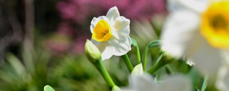 水仙开花后怎样留明年(水仙花怎么留到明年)