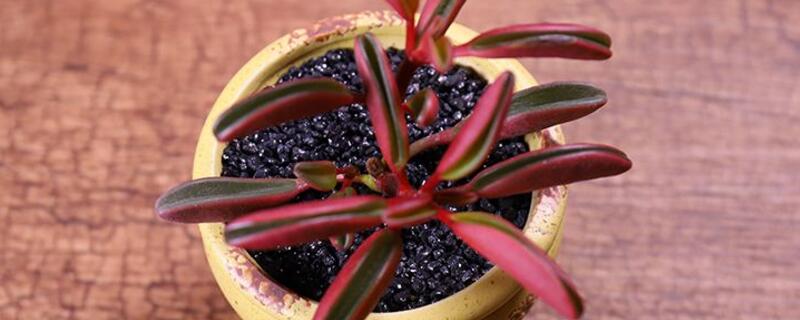 红背椒草徒长怎么办 红背椒草长高了怎么办