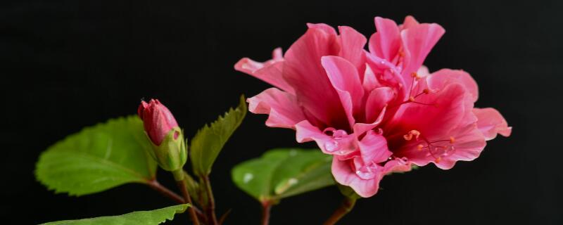 扶桑花修剪时间 扶桑花修剪的最佳时机是?