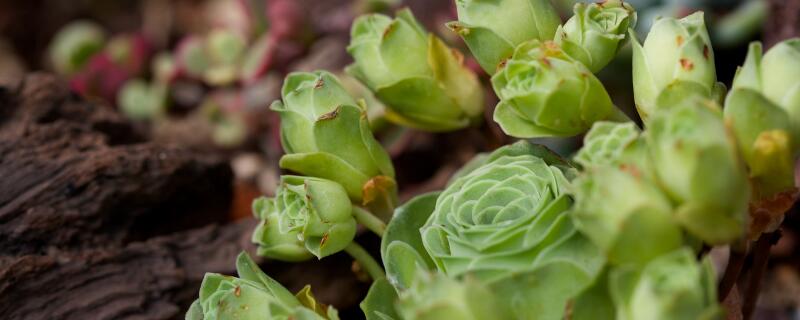 啤酒浇多肉的正确方法（用啤酒浇多肉的正确方法）