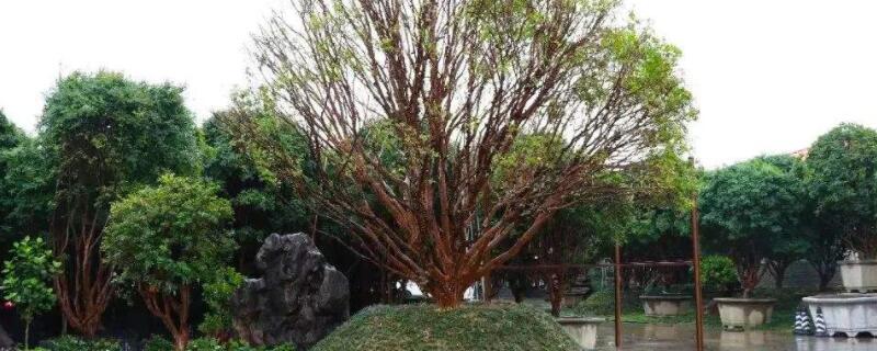 嘉宝果树适合哪里种植 嘉宝果适合什么地方种植