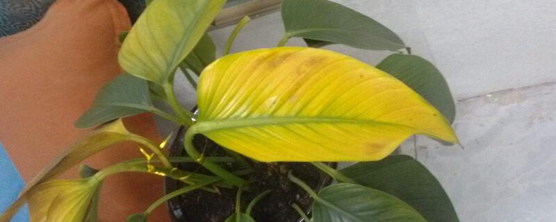 养的花为什么叶子黄了 为什么养花养这叶子就发黄了