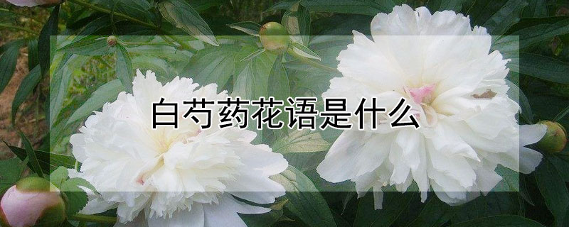 白芍药花语是什么（白色芍药的花语是什么）