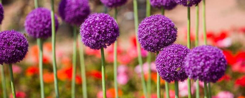 大花葱的种植方法（大花葱的种植方法和时间）