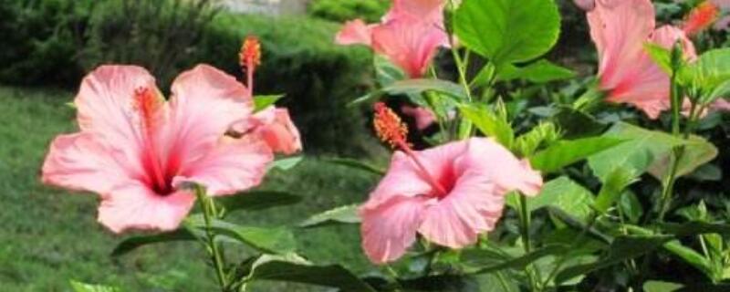 桑叶牡丹怎么打顶（桑叶牡丹怎么扦插压条）