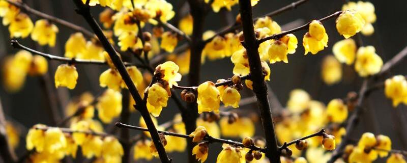 买回家的腊梅花怎么养 家养腊梅花好不好