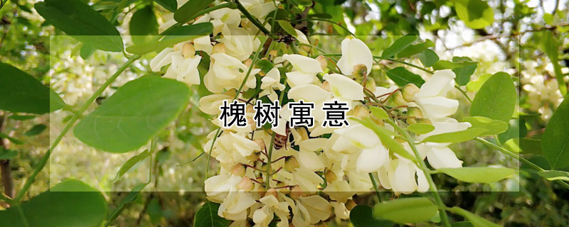 槐树寓意（槐树寓意好吗）