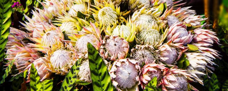 帝王花能在水里养多久 帝王花需要水吗