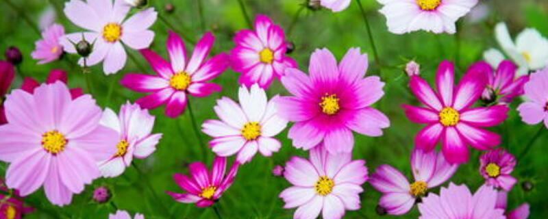 格桑花一年开几次(格桑花一年开几次湖南)