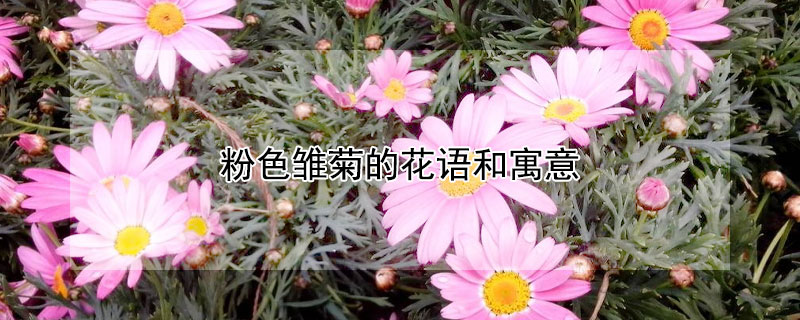 粉色雏菊的花语和寓意（粉色的小雏菊是什么花语）