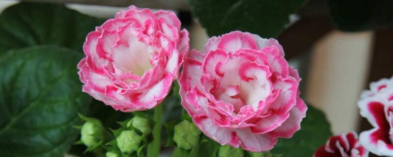 大岩桐花后怎么砍头（大岩桐花谢了怎么处理）