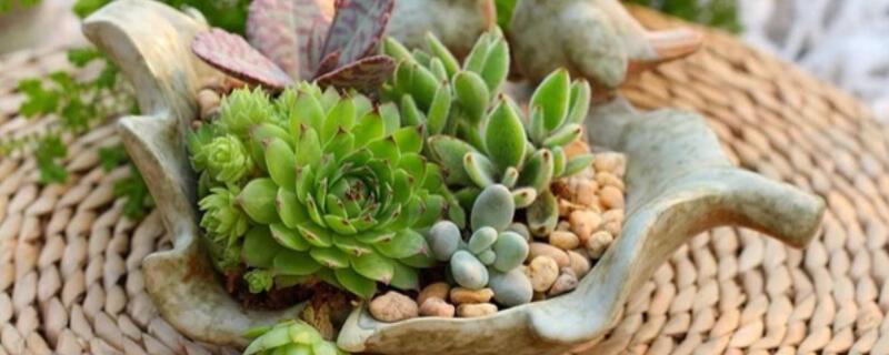 多肉长高不长胖怎么办（多肉只长高不长胖怎么办）