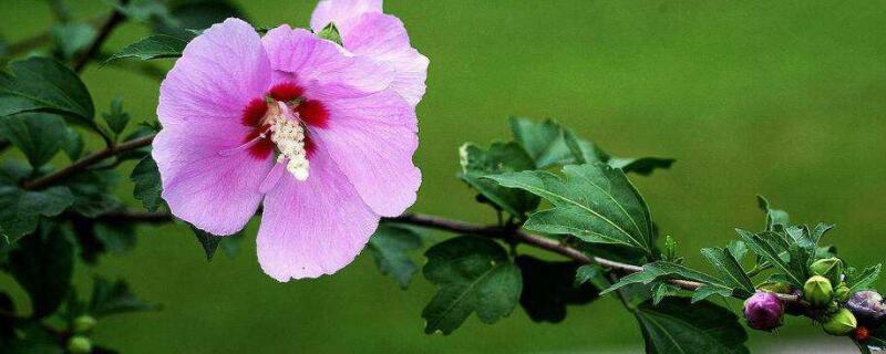 木槿花水大了打蔫怎么办（木槿花浇水叶子蔫了有救吗）