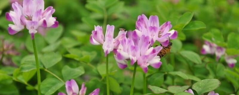 紫云英栽培技术（紫云英栽培技术要点）