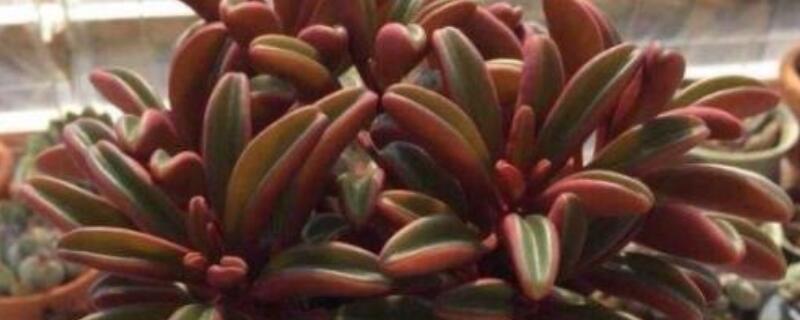 红背椒草怎么叶插 红背椒草叶插小苗图片