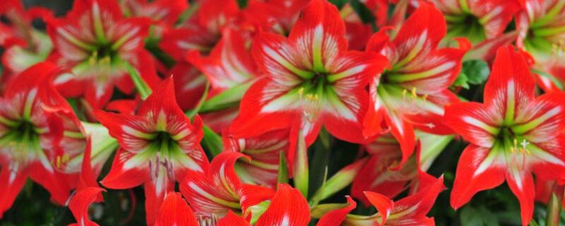 朱顶红的养殖方法和注意事项 朱顶红的养殖方法和注意事项花谢了咋处理