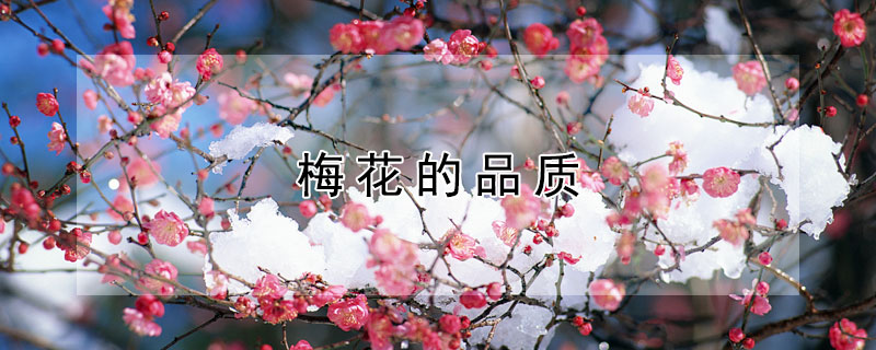 梅花的品质（梅花的品质作文）
