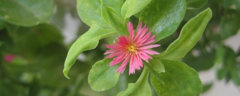 牡丹吊兰什么时候掐尖 牡丹吊兰要掐头吗