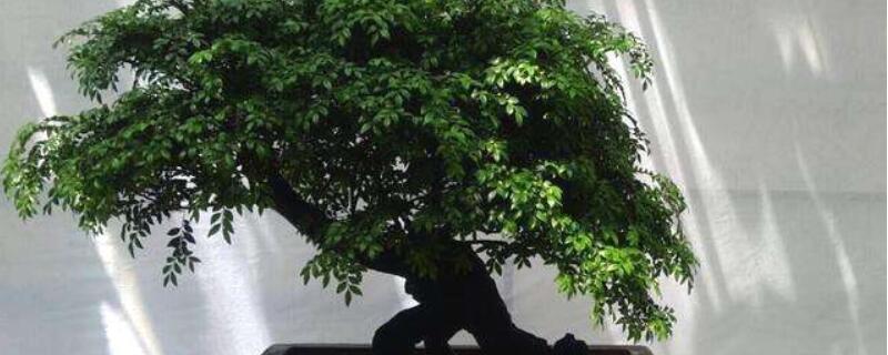 紫檀盆景怎么养（怎样养好紫檀盆景）