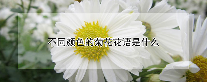 不同颜色的菊花花语是什么（花色菊花花语）