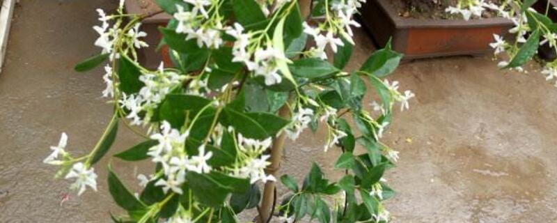 盘龙桂的繁育方法（盘龙桂怎么养）