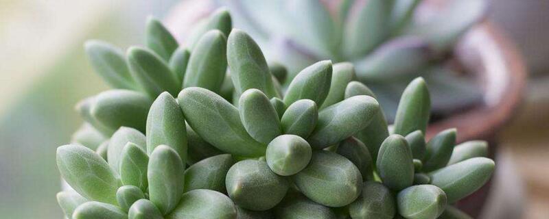 千代田之松怎么爆盆（千代田之松多肉怎么养成老桩）