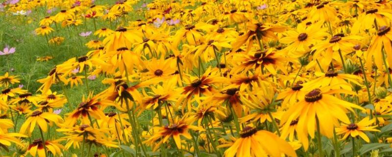 黑心菊种植方法 黑心菊花种子