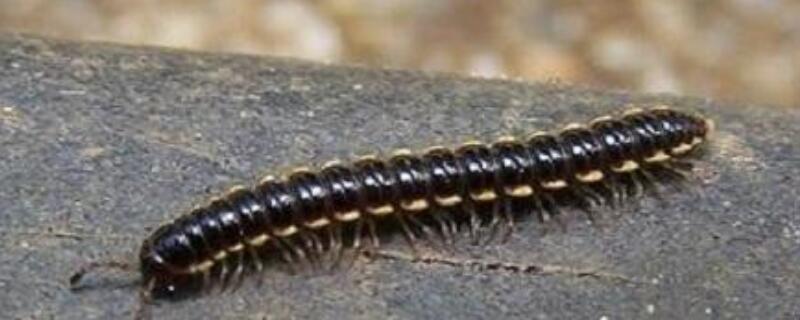 家里的山蛩虫怎么除根(家里有山蛩虫怎么消灭)