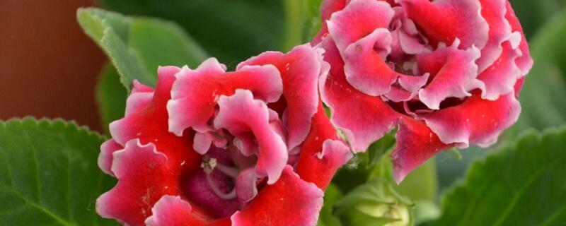 大岩桐的养殖方法和注意事项（大岩桐的养殖方法和注意事项 盆栽）