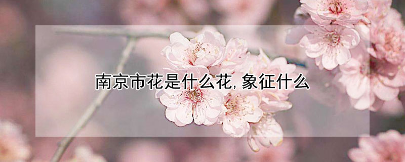 南京市花是什么花,象征什么(南京的市花是什么?意义是什么?)