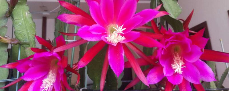 令箭荷花花期养护（令箭荷花一年四季怎样养护）