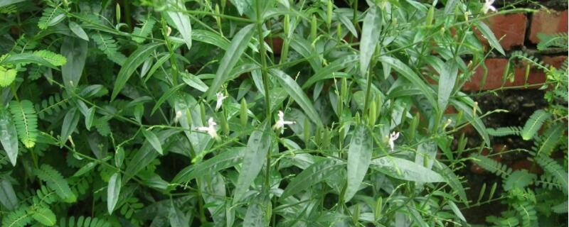 穿心莲如何水培 穿心莲怎么栽培